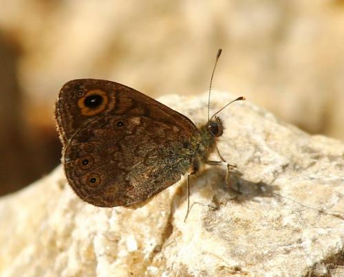 Lasiommata petropolitana